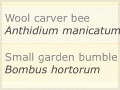 New Zealand’s bee species