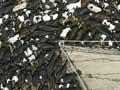 The cow yard (2nd of 2)