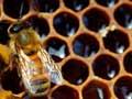 Capped and uncapped cells