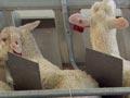 Milking East Friesian ewes