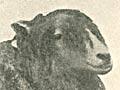 ‘The Old Lincoln Breed’