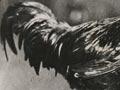 Black Minorca cockerel (3rd of 5)