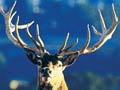 Red deer stags