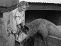 Feeding a pig skim milk