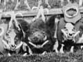 Boar-hunting trophies (2nd of 2)