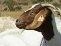 Boer goats