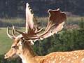 Fallow deer stags