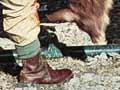 The first venison recovery by helicopter