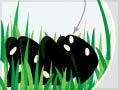 Internal parasites of sheep