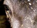 Malignant catarrhal fever in deer