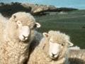 Romneys on coastal hill country