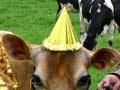 The Tip Top cow