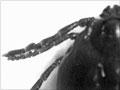 Cattle tick