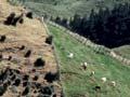 Gorse control by goats