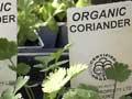 Organic coriander