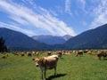 Dairy lands