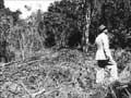 Land clearance in the North Island