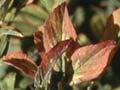 Boron deficiency in lucerne