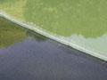 Using silver carp