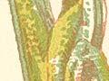 Prairie grass