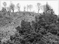 Forest clearance