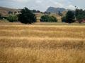 Dryland pastures