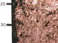 Wharekohe soils