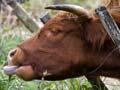 Impact of cattle