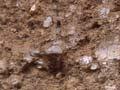 Kāingaroa soil