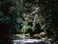 Shaded waterway