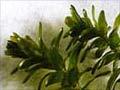 Canadian pondweed (3rd of 3)