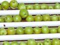 Washing and sorting apples (2nd of 2)