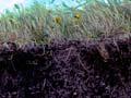 A soil profile