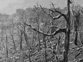 Remains of forest (2nd of 3)