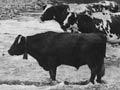 Cows in stream (1st of 2)