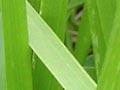 Tall fescue