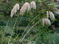 Wetland reduces nutrient loads