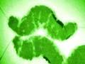 Campylobacter