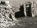 Bog pine fence (3rd of 3)