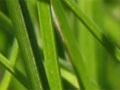 New ryegrasses