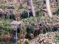 Pair planting of poplars