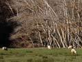 Willow near a river