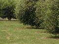 Olive grove