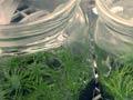 Tissue culture 