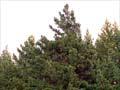 Radiata pine