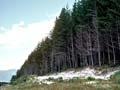 Kāingaroa State Forest
