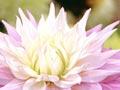 Prize dahlia