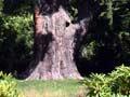 Radiata pine at Mt Peel Station
