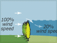 Shelter belts’ effect on wind