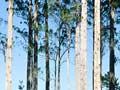 Brown barrel plantation